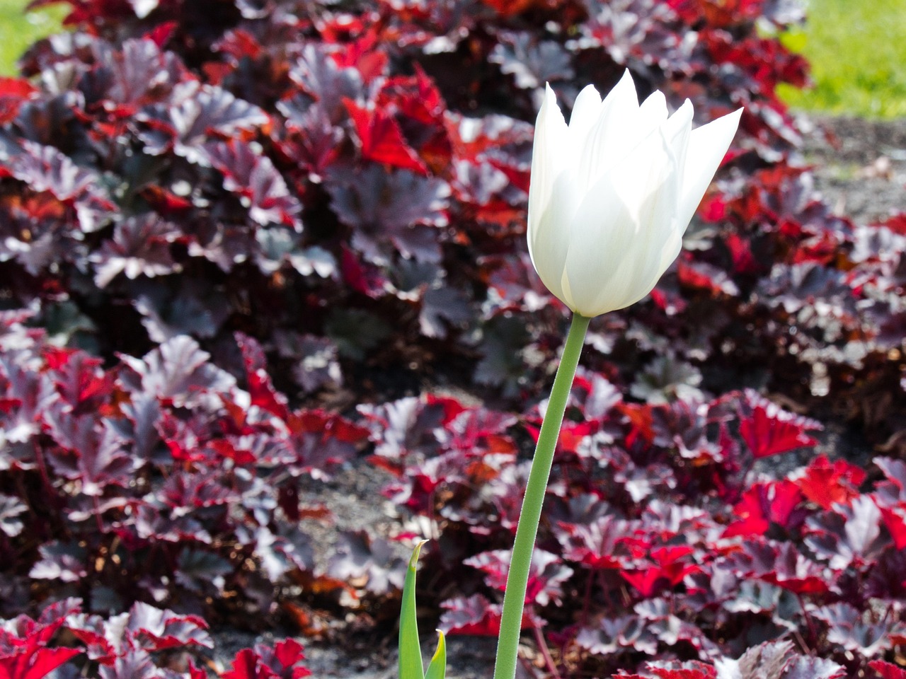 Tulip Flower Plant Free photo on