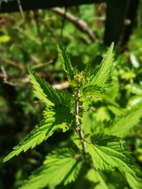 Brændenælde, Plante, Stik, Grøn, Natur