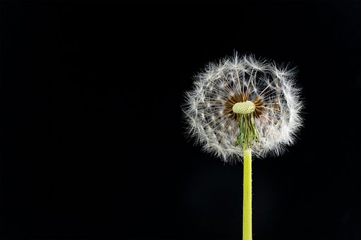 Blume, Löwenzahn, Botanik, Blüte, Wunsch