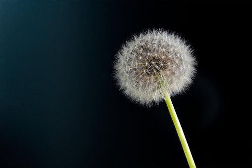 Blume, Schöne Blumen, Löwenzahn