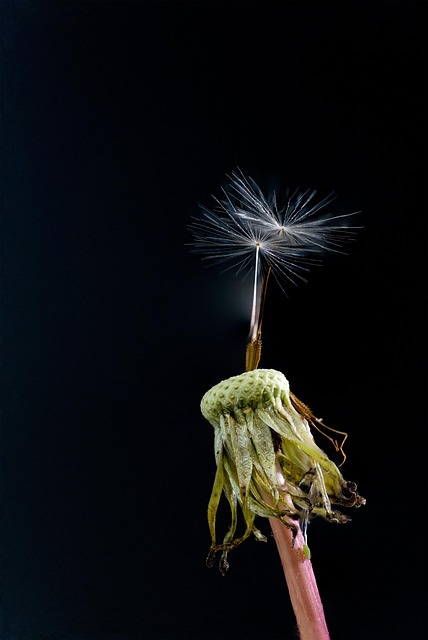 Blume, Blumen Hintergrund, Schöne Blumen