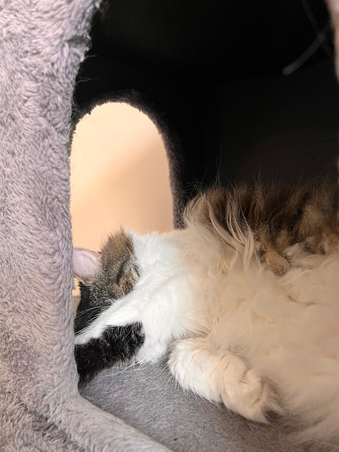 Free Cat Animal photo and picture