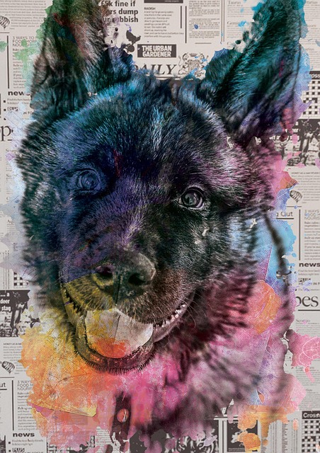 Perro, Mascota, Animal, Retrato, Canino