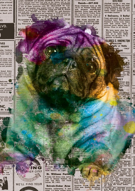 Perro, Mascota, Cachorro, Animal, Canino