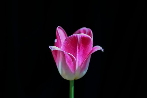 Bloem, Bloem Behang, Tulp, Park