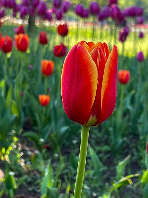 Bloem, Tulp, Bloem Achtergrond, Park