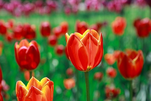 Bloemen, Tulp, De Lente, Bloem Behang