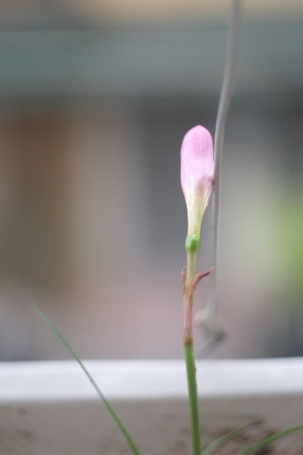 Free Helios 44M7 Mf Lens photo and picture