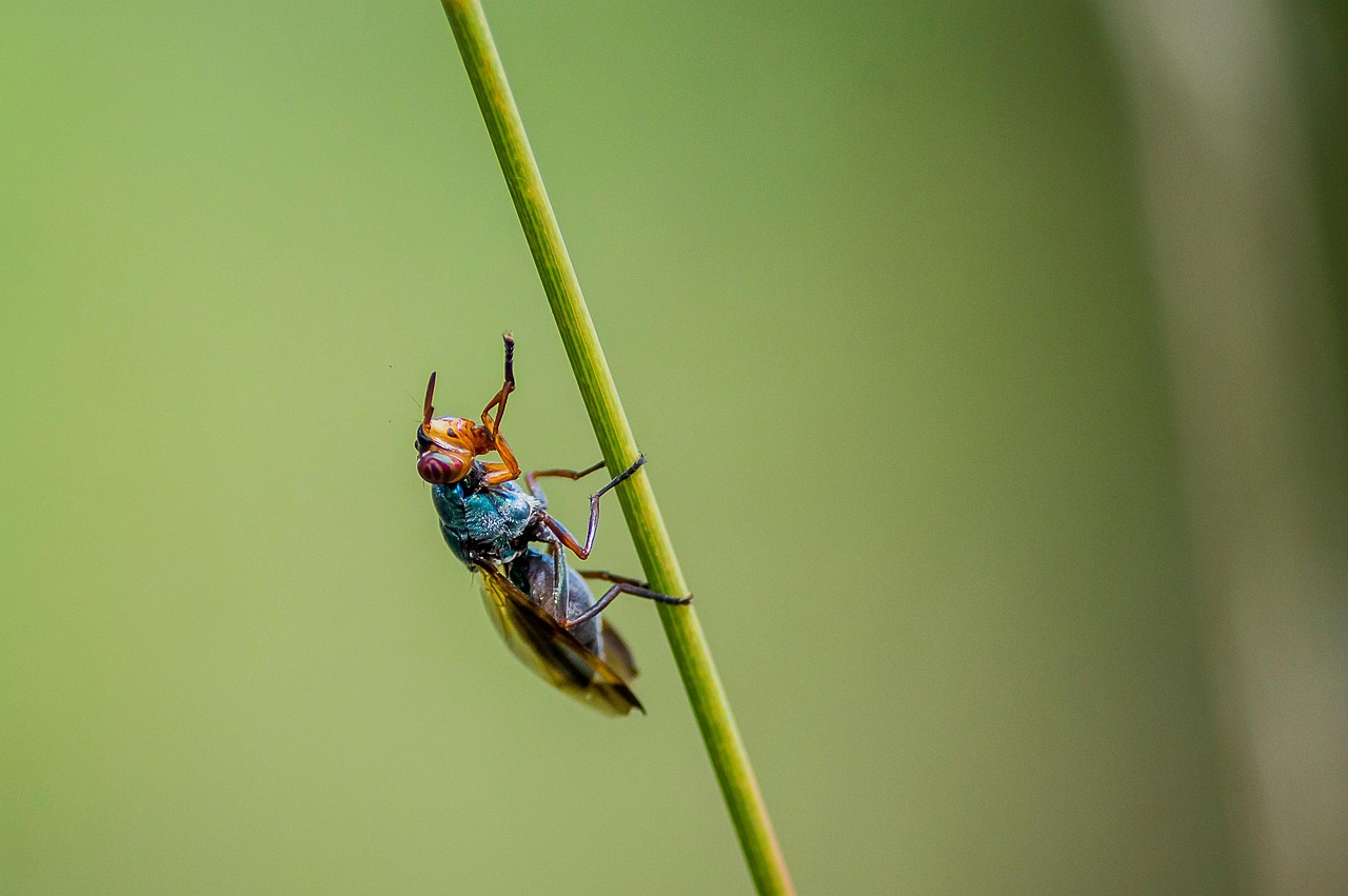 飞 昆虫 动物 - Pixabay上的免费照片 - Pixabay