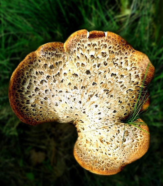 Free Scaly Porling Mushroom photo and picture