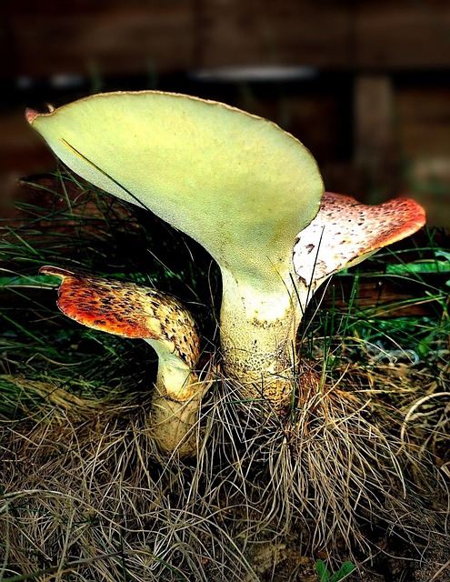 Free Scaly Porling Mushroom photo and picture
