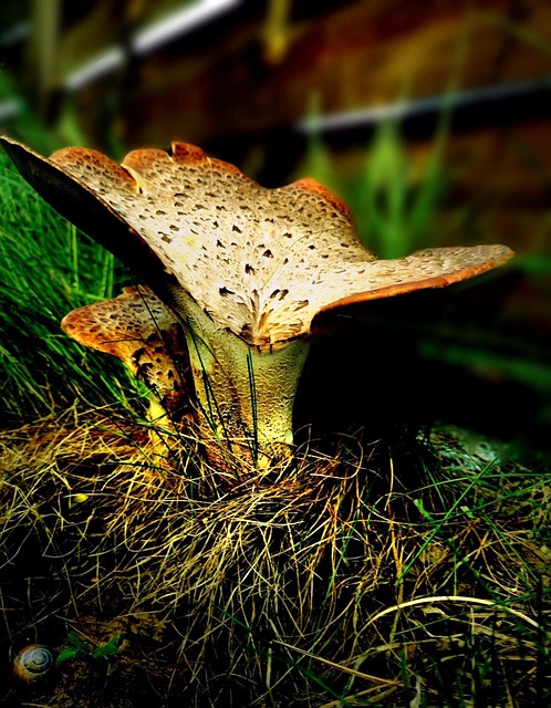 Free Scaly Porling Mushroom photo and picture