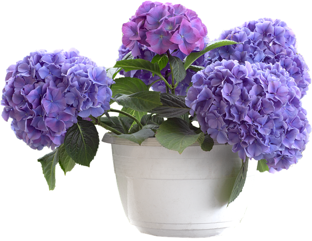 Free hydrangea flower blooms illustration