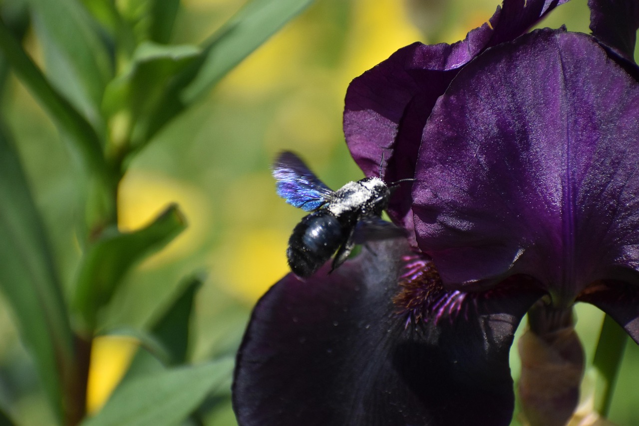 Bee Azul De Madeira Azul Abelha Espada - Foto gratuita no Pixabay - Pixabay