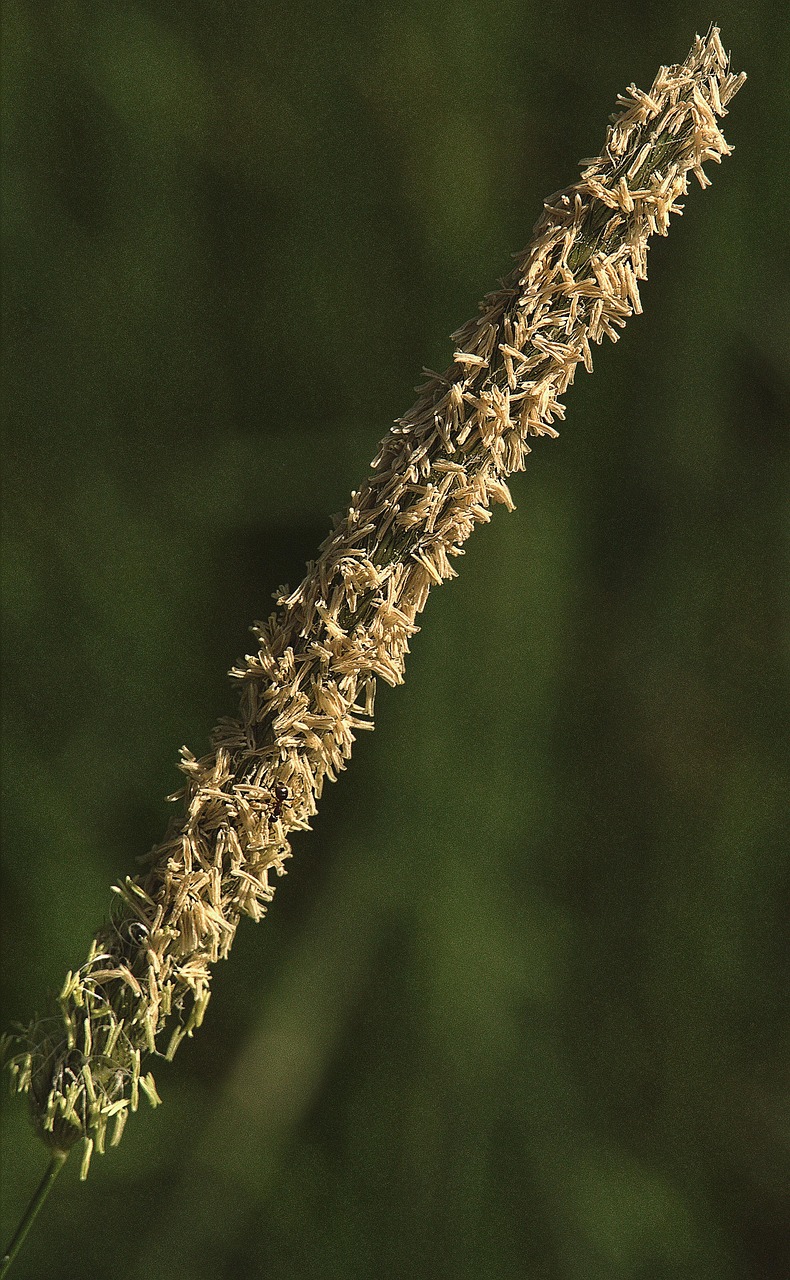 Grass Inflorescence Blossom - Free photo on Pixabay