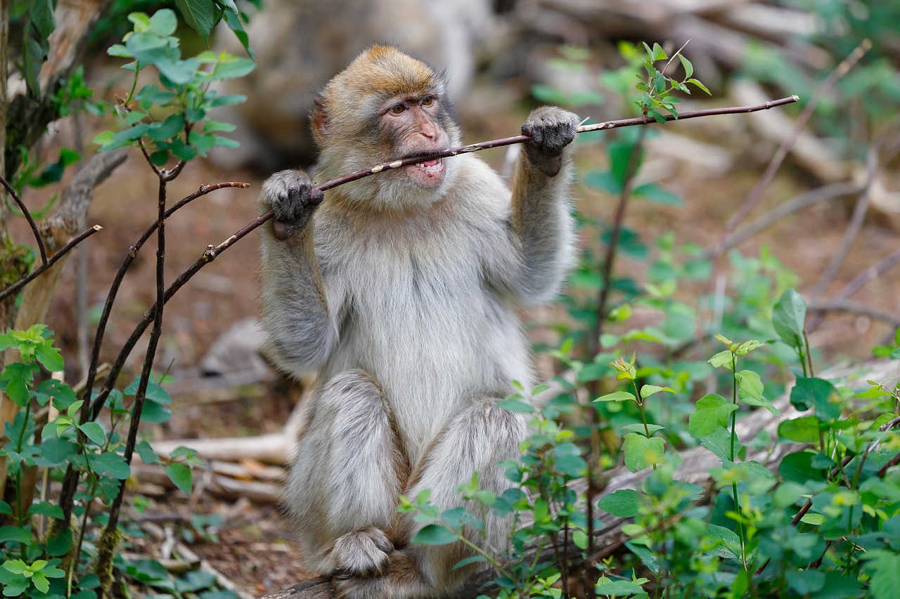 https://cdn.pixabay.com/photo/2022/05/26/19/51/barbary-macaque-7223730_1280.jpg