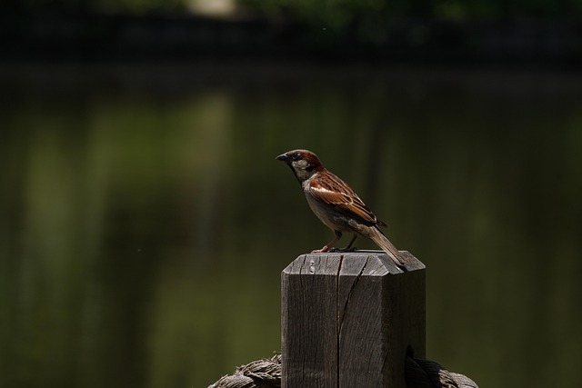 Pájaro, Gorrión, Ornitología, Especies
