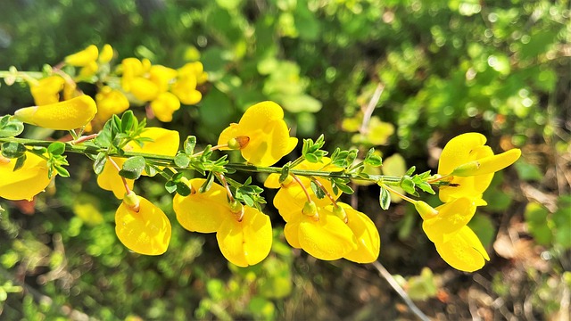 灌木 森林 植物 - Pixabay上的免费照片 - Pixabay