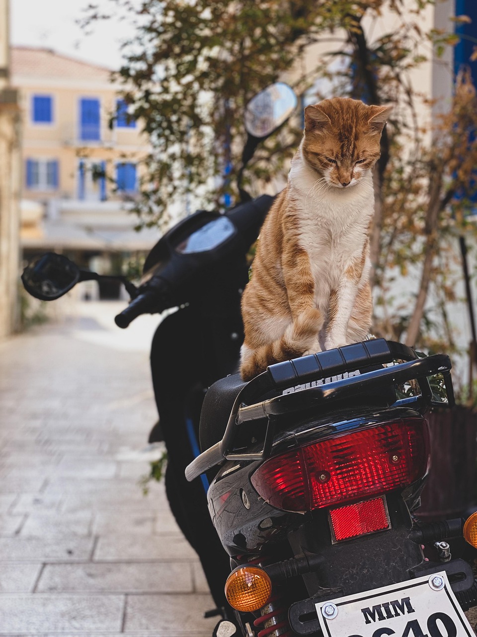 Cat Moped Yard - Free photo on Pixabay