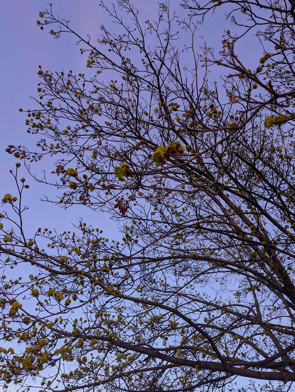 春天 树 春天的树 - Pixabay上的免费照片 - Pixabay