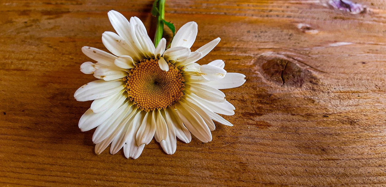 Fleur Daisy Blanche - Photo gratuite sur Pixabay - Pixabay