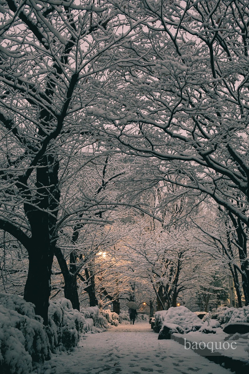 初雪 雪 東京 - Free photo on Pixabay - Pixabay