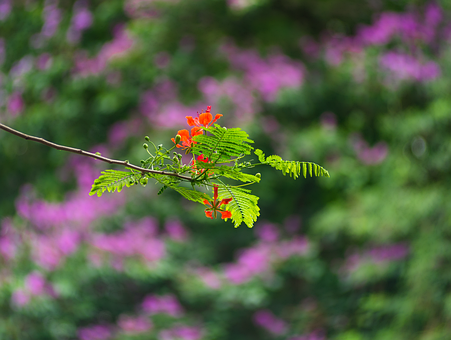 Free Flowers Plants photo and picture