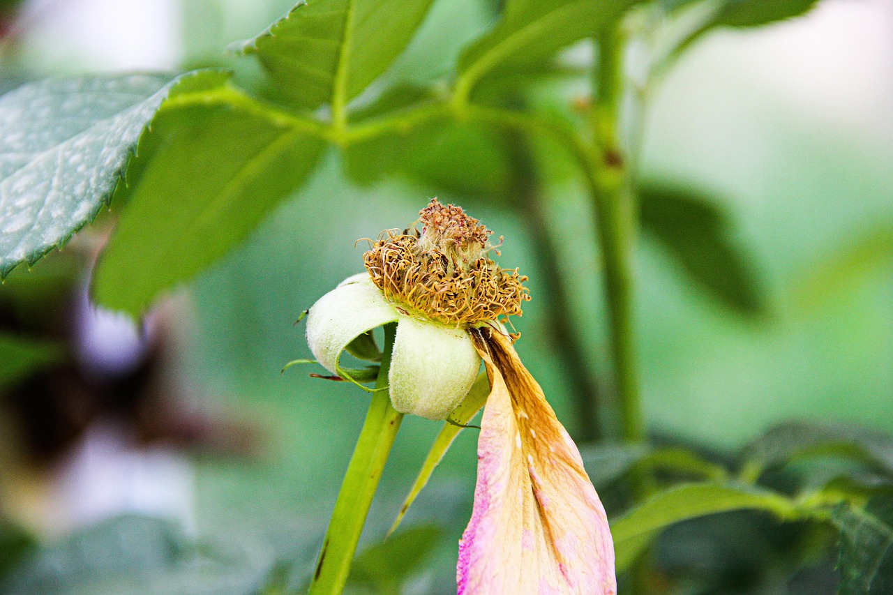 Flower Wilted Garden Free photo on Pixabay Pixabay