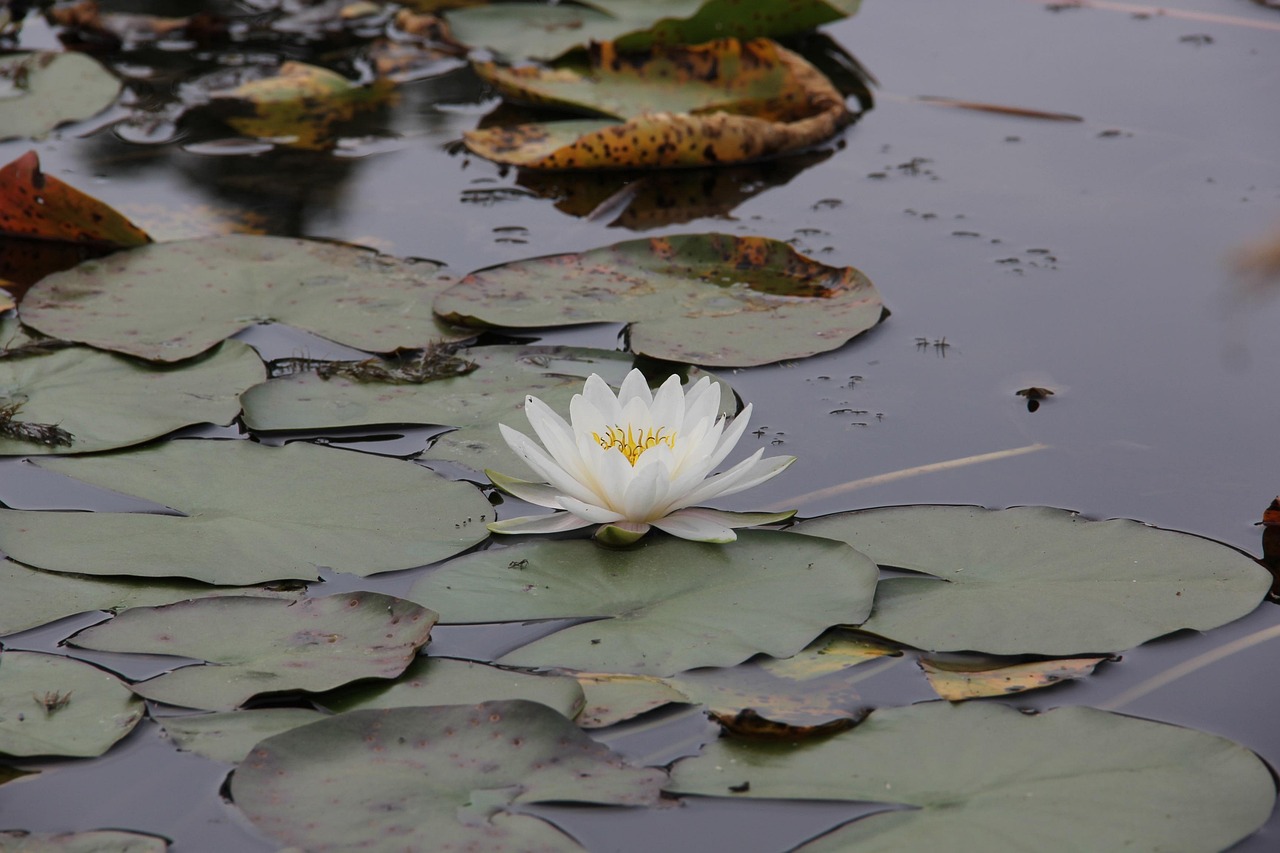 12 Gousses De Lotus Séchées Naturelles - Décoration Rustique - Pour Mariage, Fête, Déco Maison - Taille Mixte (4 à 10 Cm)