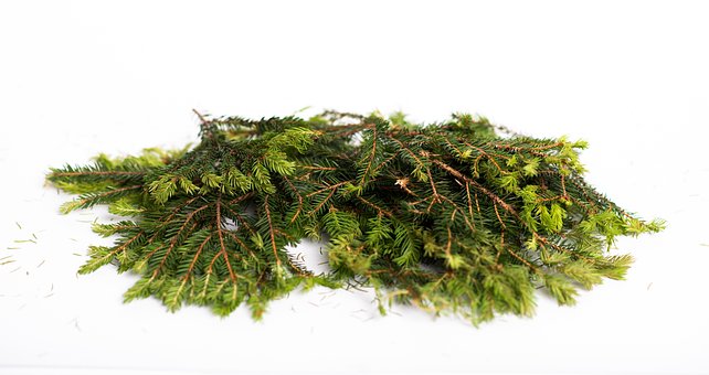 Free Spruce Leaves photo and picture
