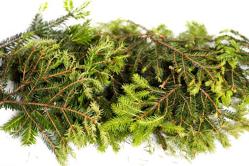 Free Spruce Leaves photo and picture