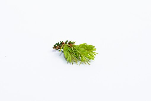 Free Spruce Spruce Ends photo and picture