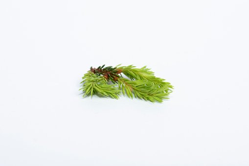 Free Spruce Spruce Ends photo and picture