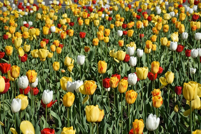 Free Tulips Flowers photo and picture