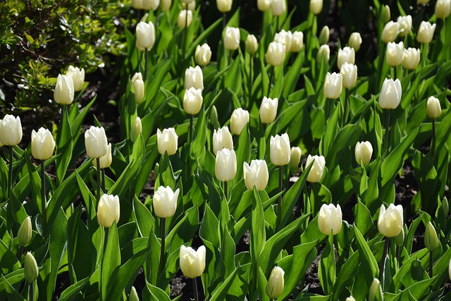 Free Tulips Flowers photo and picture