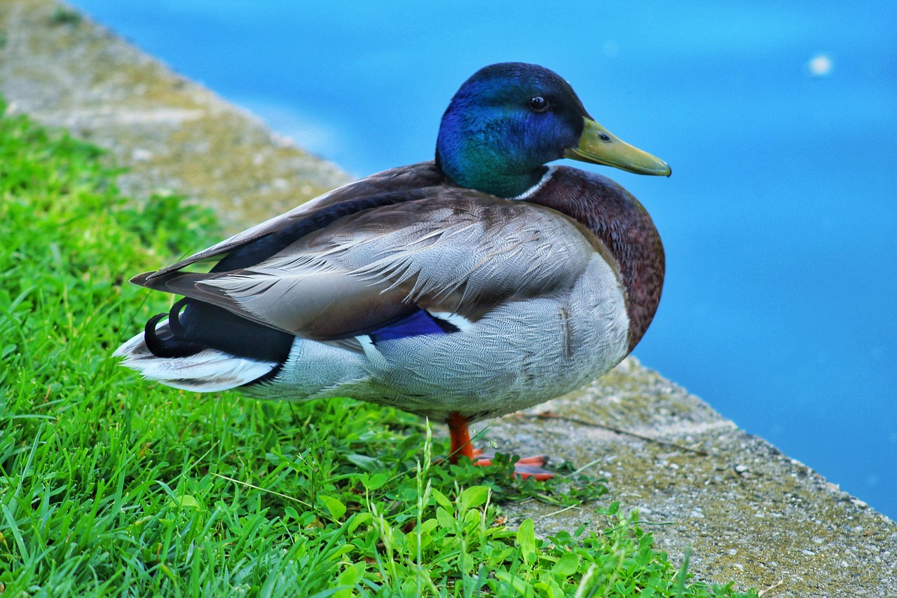 https://cdn.pixabay.com/photo/2022/05/27/08/08/duck-7224625_1280.jpg