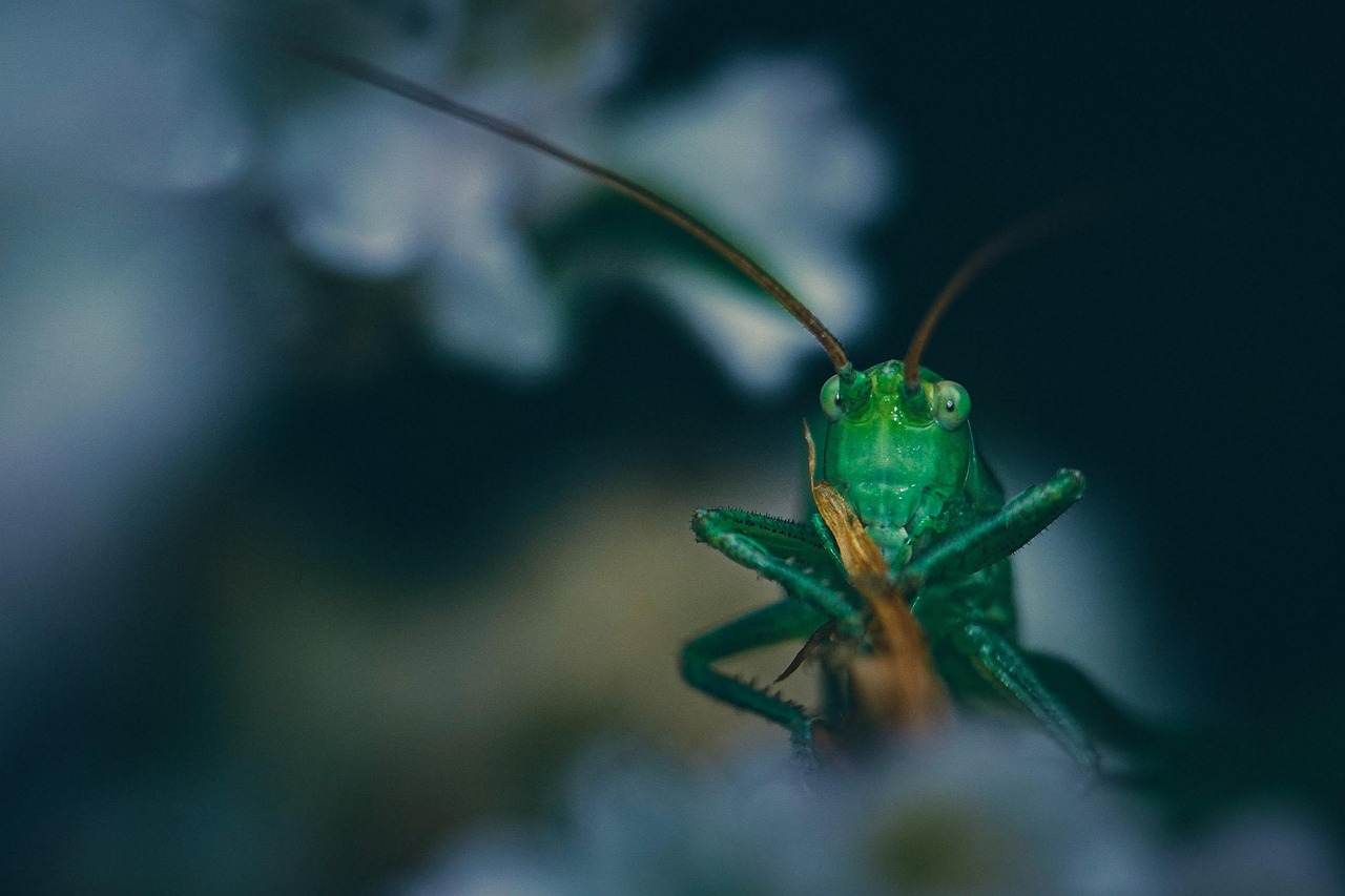 Santa Cricket Insect Image Cricket Insect Bug - Free photo on Pixabay
