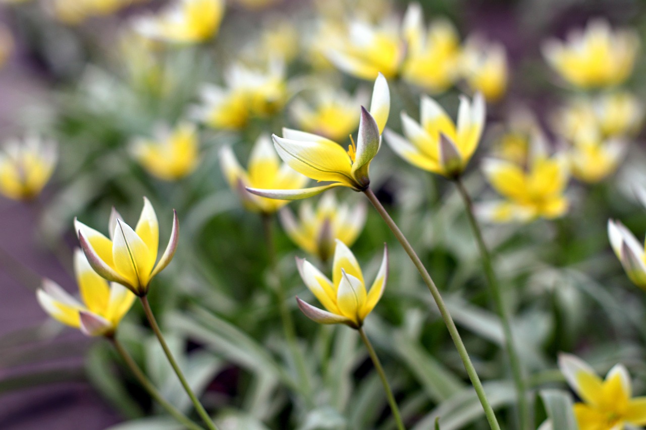 Tulip Tarda Flowers Plant Free photo on Pixabay Pixabay
