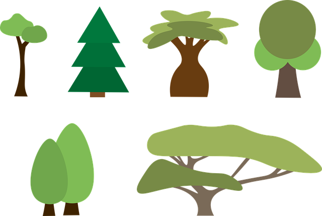 Trær, Natur, Planter, Skog, Edelgran