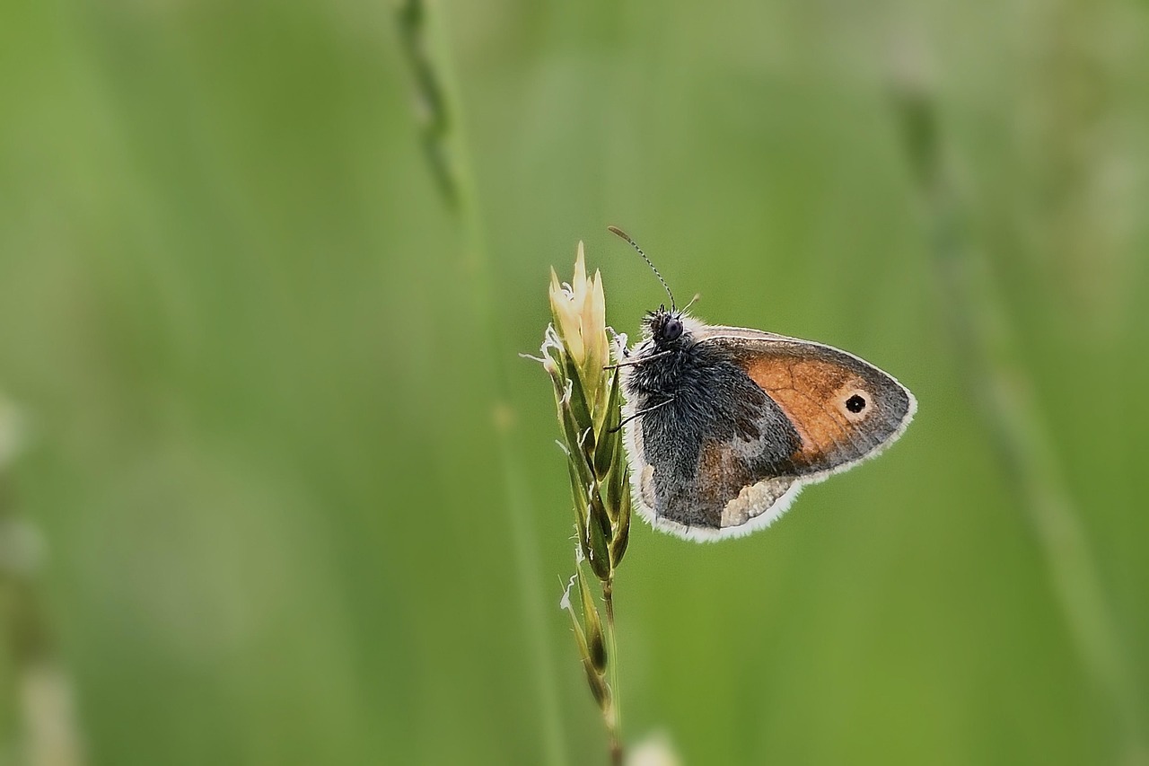 Butterfly Little Meadow Bird Free photo on Pixabay Pixabay