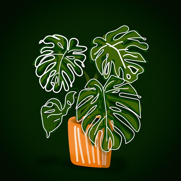 Download Monstera, Plant, Tropical. Royalty-Free Stock Illustration Image -  Pixabay
