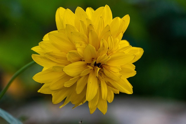 Blumen, Blütenblätter, Dorf