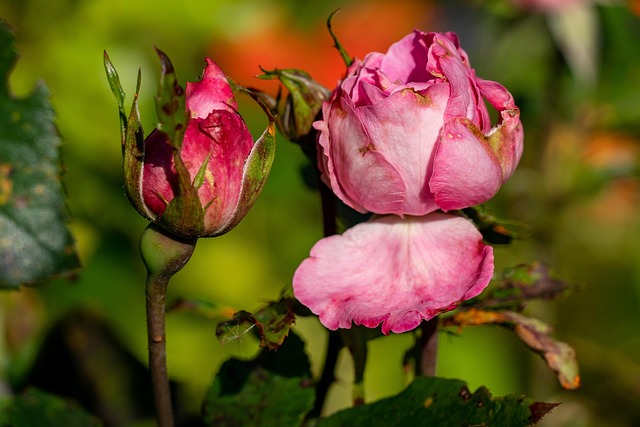 Rosen, Rosa Rosen, Blumenknospen