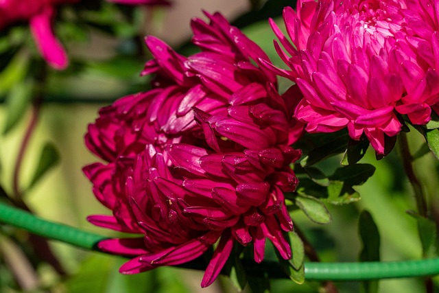 Aster, Blume, Pflanze, Blütenblätter