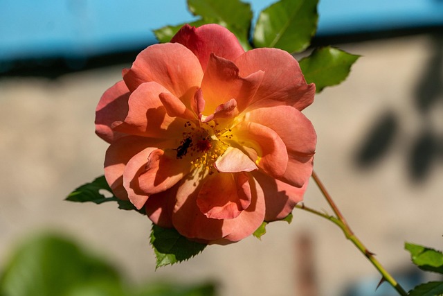 Rosa, Flor, Planta, Pétalos