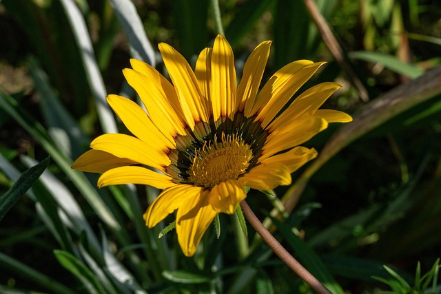 Gazanien, Blume, Pflanze, Gelbe Blume