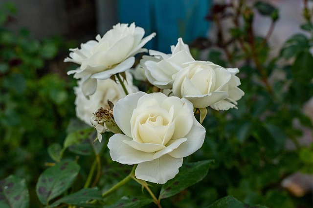 Rosen, Weiße Rosen, Weiße Blumen, Blumen