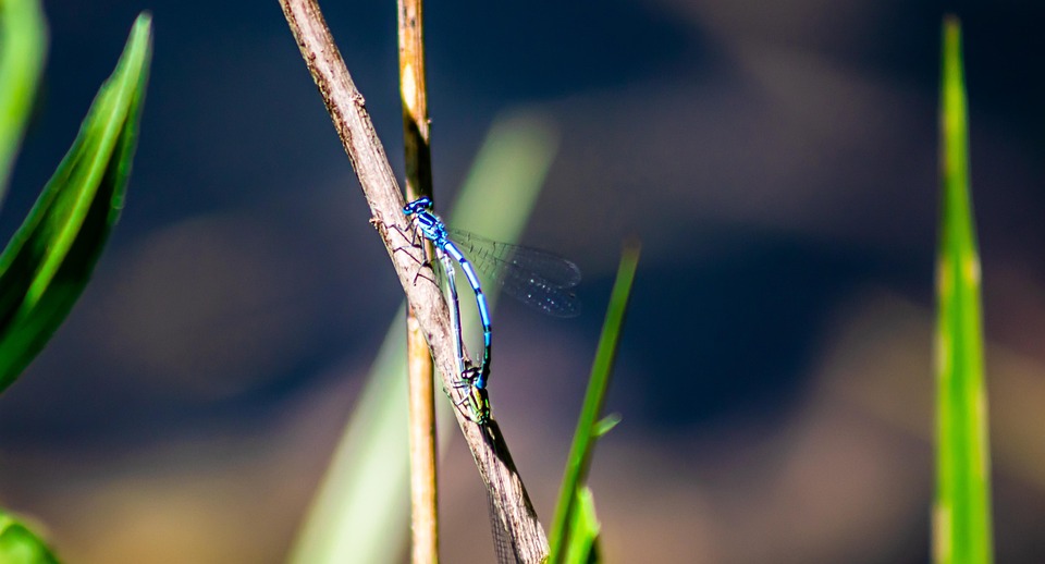 Dragonfly Insect Entomology Free photo on Pixabay