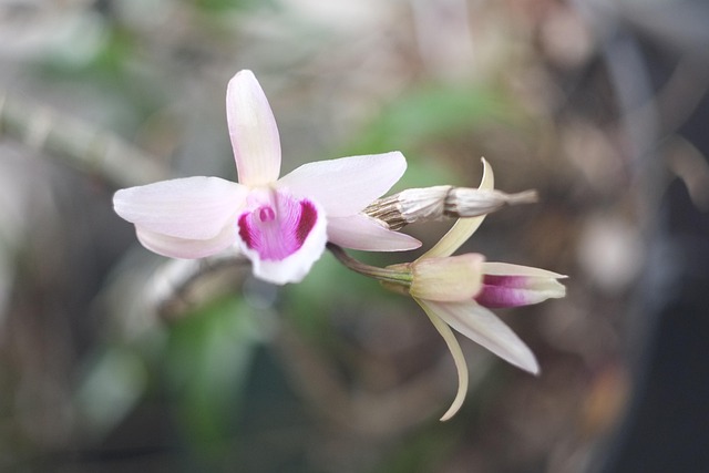 Free Orchids Flower photo and picture
