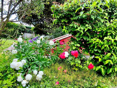 Free Nature Garden photo and picture